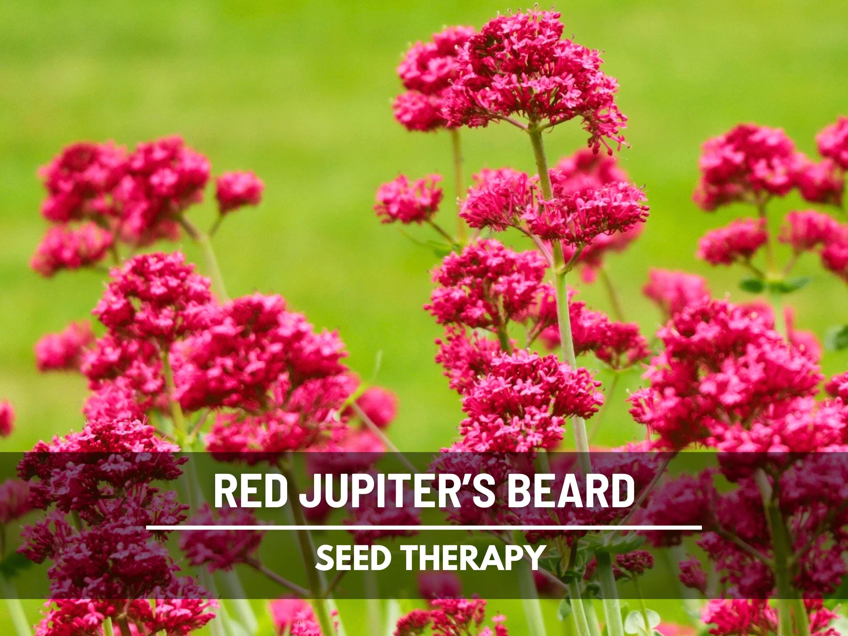 Jupiter's Beard Seeds (Red Valerian) – Heirloom Flower, Pollinator Friendly, Drought Tolerant and Long Blooming | 50 Seeds