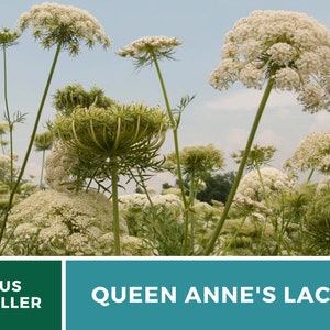 Pu&ograve; includere: Un campo di dentelle della regina Anna, una variet&agrave; di fiori selvatici con delicati fiori bianchi e fogliame verde piumato. I fiori sono in piena fioritura, creando uno spettacolo bellissimo e arioso.