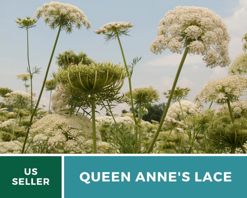 Pu&ograve; includere: Un campo di dentelle della regina Anna, una variet&agrave; di fiori selvatici con delicati fiori bianchi e fogliame verde piumato. I fiori sono in piena fioritura, creando uno spettacolo bellissimo e arioso.
