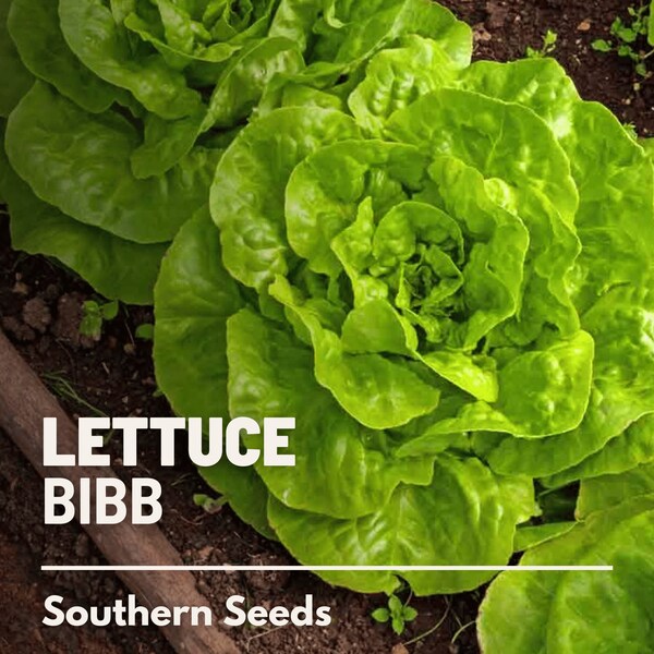 Lettuce, Bibb, Summer (Butterhead) - 500 Seeds - Heirloom Vegetable - AAS Winner - Open Pollinated - Non-GMO (Lactuca sativa)
