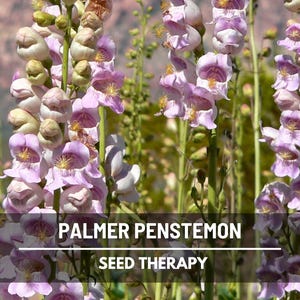 Palmer&#39;s Penstemon Seeds – Heirloom Flower, Penstemon palmeri, Fragrant Plant for Hummingbirds, Native | 100 Seeds