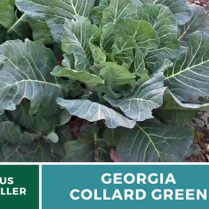 Puede incluir: Primer plano de un manojo de col rizada verde oscuro de Georgia. Las coles son grandes y frondosas, con una textura ligeramente arrugada. El texto "US SELLER" y "GEORGIA COLLARD GREEN" es visible en la imagen.