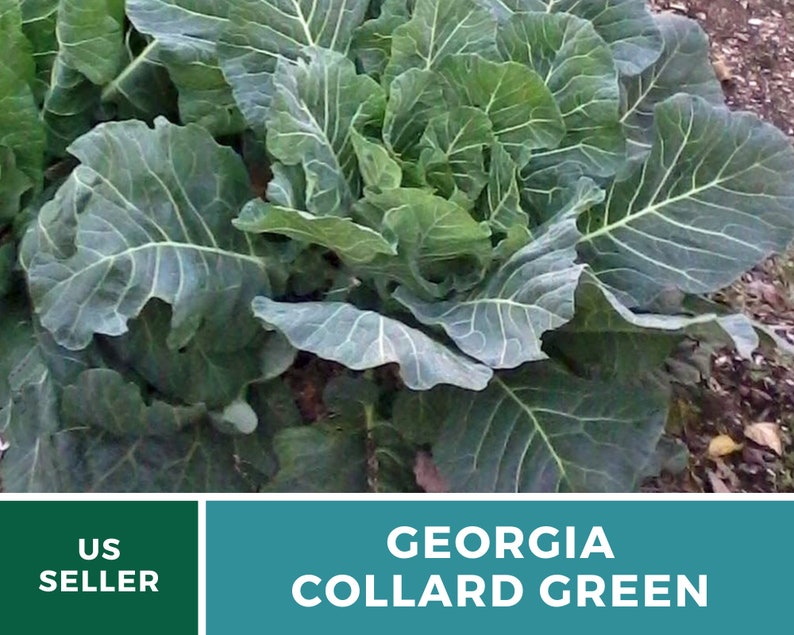 Puede incluir: Primer plano de un manojo de col rizada verde oscuro de Georgia. Las coles son grandes y frondosas, con una textura ligeramente arrugada. El texto "US SELLER" y "GEORGIA COLLARD GREEN" es visible en la imagen.