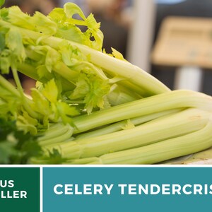 May include: A bunch of green celery stalks with the text "CELERY TENDERCrisp" on a teal background.