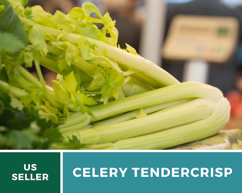 May include: A bunch of green celery stalks with the text "CELERY TENDERCrisp" on a teal background.