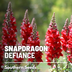 Snapdragon, Defiance - 200 Seeds - Heirloom Flower, Virbrant Red Plant, Cut Flowers & Arrangements, Garden Gift (Antirrhinum majus)