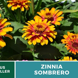 May include: A close-up of a cluster of orange and red Zinnia Sombrero flowers in bloom. The flowers have a vibrant yellow center and are surrounded by lush green foliage.
