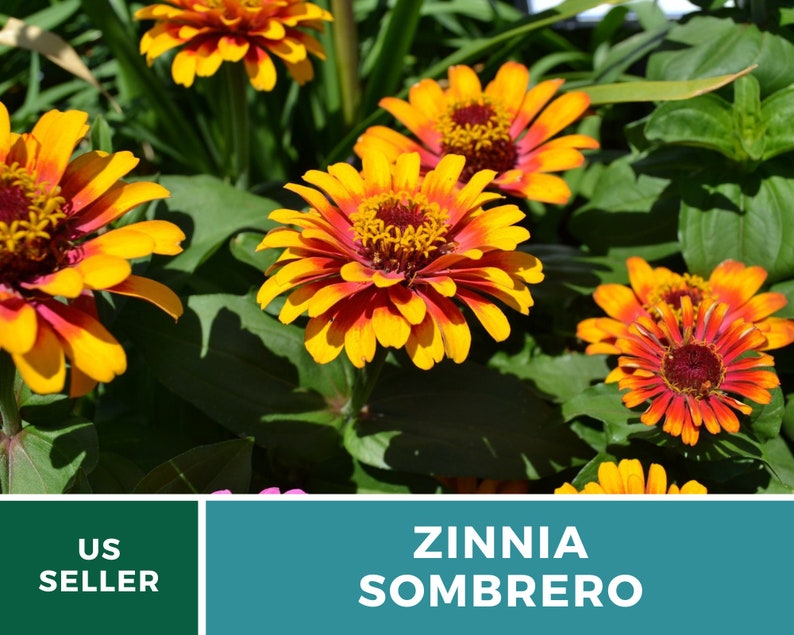 May include: A close-up of a cluster of orange and red Zinnia Sombrero flowers in bloom. The flowers have a vibrant yellow center and are surrounded by lush green foliage.