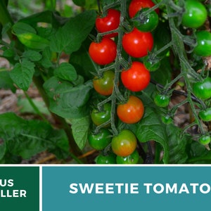 Tomato, Sweetie 50 Seeds Heirloom Vegetable, Indeterminate Plant Small, sweet cherry tomatoes Lycopersicon esculentum image 5