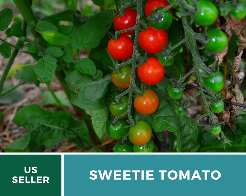 Tomato, Sweetie 50 Seeds Heirloom Vegetable, Indeterminate Plant Small, sweet cherry tomatoes Lycopersicon esculentum image 5