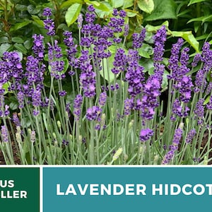 Lavender, Hidcote 50 Seeds Heirloom Flower Culinary & Medicinal Herb Lavandula angustifolia image 3