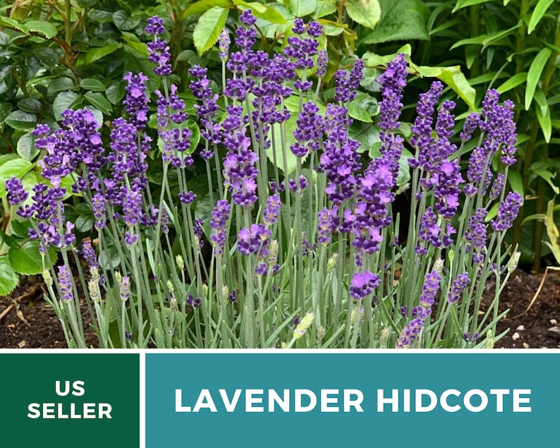 Lavender, Hidcote 50 Seeds Heirloom Flower Culinary & Medicinal Herb Lavandula angustifolia image 3