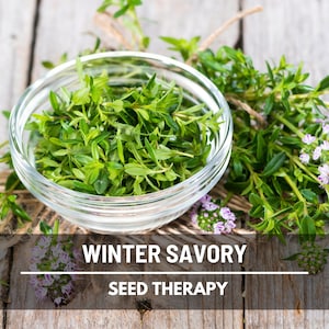 Winter Savory Seeds – Heirloom Herb, Culinary & Medicinal Plant, Robust Flavor, Non-GMO, Garden Gift | 100 Seeds