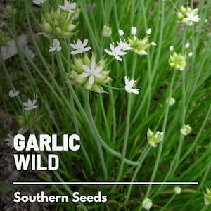 Garlic, Wild 25 Seeds Heirloom Vegetable Wild and Robust Flavor Allium canadense image 2