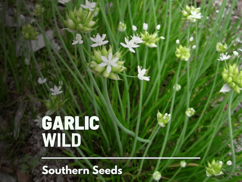 Garlic, Wild 25 Seeds Heirloom Vegetable Wild and Robust Flavor Allium canadense image 2