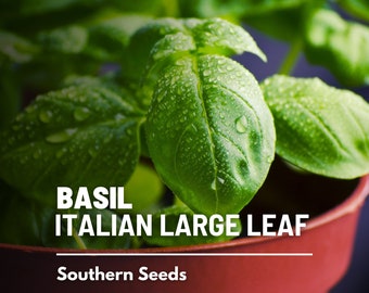 Basil, Italian Large Leaf - 250 Seeds - Heirloom Culinary & Medicinal Herb - Non-GMO (Ocimum basilicum)