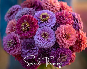 May include: A vibrant bouquet of zinnia flowers in shades of magenta, lavender, and coral, featuring dense, layered petals and prominent yellow centers. The white cursive text Seed Therapy is overlaid across the lower portion of the floral arrangement.