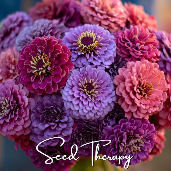 Raspberry Sorbet Zinnia Seeds – Heirloom Double Blooms, Easy to Grow (100 Seeds)
