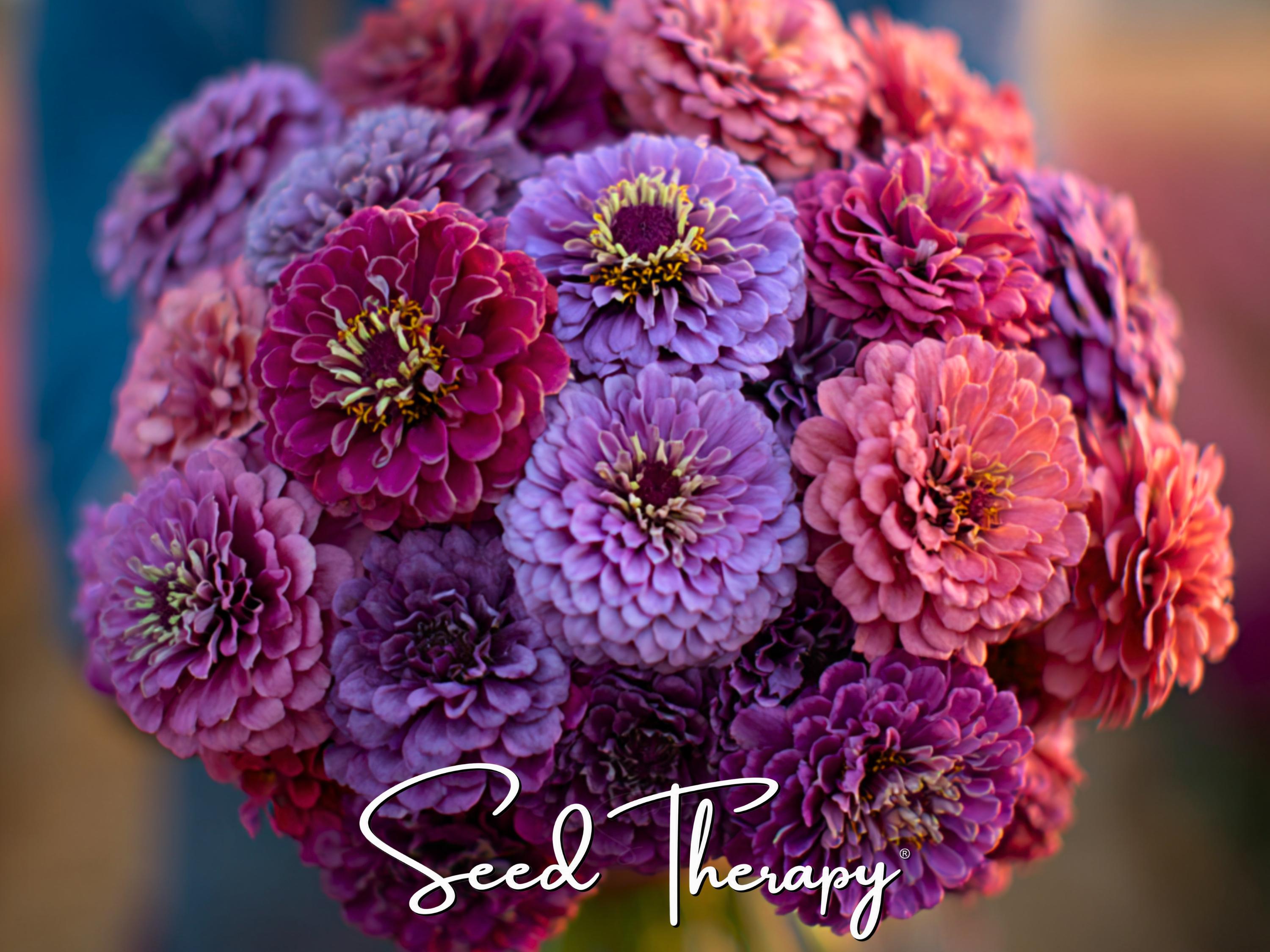 Raspberry Sorbet Zinnia Seeds – Heirloom Double Blooms, Easy to Grow (100 Seeds)