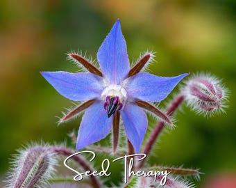 May include: A star-shaped borage flower with five vibrant blue petals, a white center, and dark purple stamens. The flower and its surrounding buds are covered in fine, white, hair-like bristles. The text Seed Therapy is written in white.