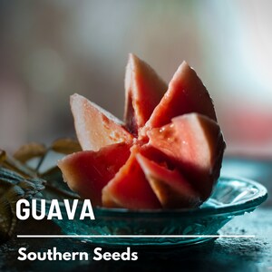 May include: A close-up of a red guava fruit cut into wedges and arranged in a spiral pattern on a blue glass plate. The fruit is on a dark surface with a green leaf in the background. The text "GUAVA" and "Southern Seeds" is visible below the fruit.