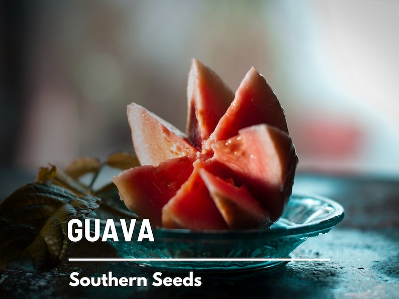 May include: A close-up of a red guava fruit cut into wedges and arranged in a spiral pattern on a blue glass plate. The fruit is on a dark surface with a green leaf in the background. The text "GUAVA" and "Southern Seeds" is visible below the fruit.