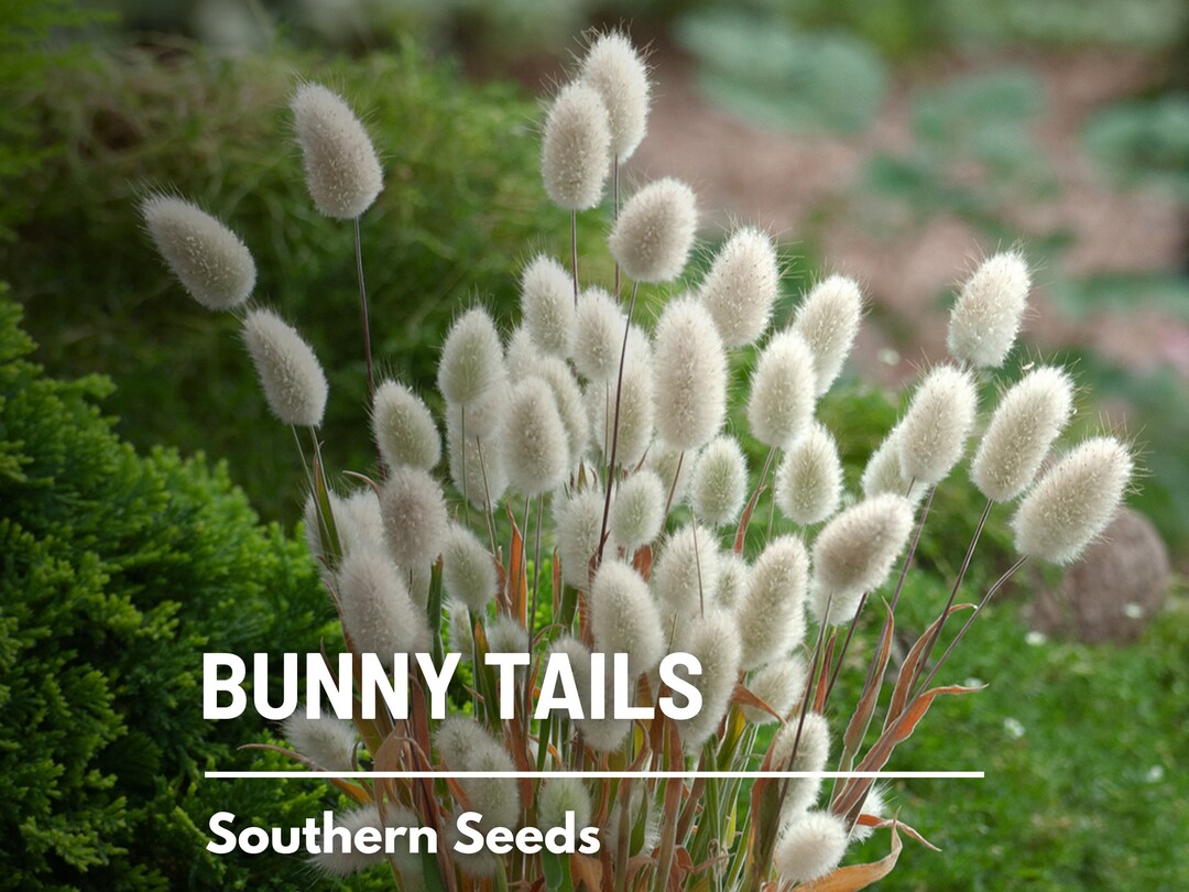Bunny Tails - 50 Seeds - Heirloom Ornamental Grass, Hare's Tail, Cut ...