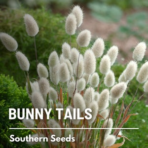 Bunny Tails 50 Seeds Heirloom Ornamental Grass, Hare's Tail, Cut Flowers & Arrangements Lagurus ovatus image 1