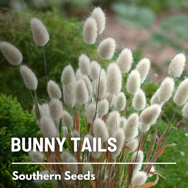 Bunny Tails - 50 Seeds - Heirloom Ornamental Grass, Hare's Tail, Cut Flowers & Arrangements (Lagurus ovatus)