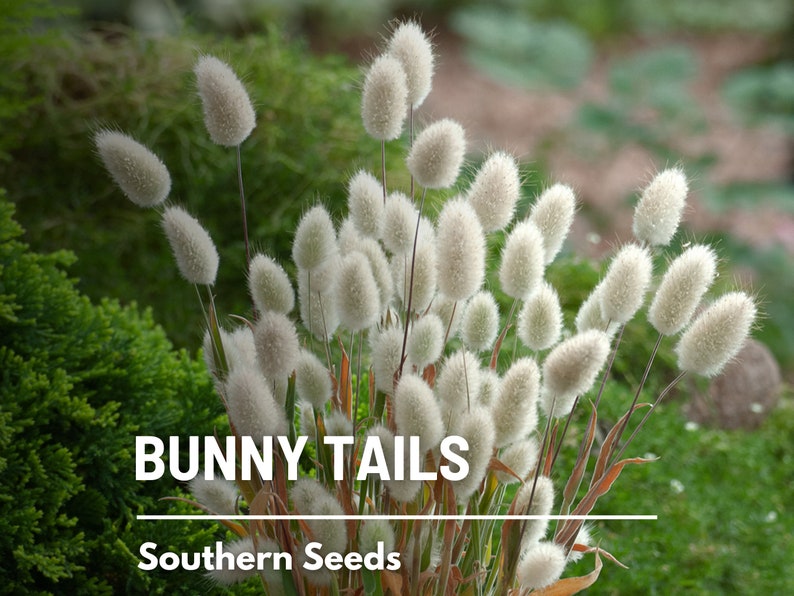 Bunny Tails 50 Seeds Heirloom Ornamental Grass, Hare's Tail, Cut Flowers & Arrangements Lagurus ovatus image 1