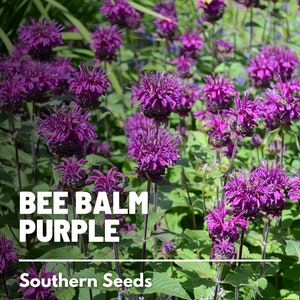 Bee Balm, Purple Bergamot - 50 Seeds - Heirloom Culinary & Medicinal Herb - Non-GMO (Monarda media)