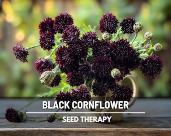 Black Cornflower (Bachelor’s Button) Seeds – Heirloom, Dark & Dramatic Blooms (50 Seeds)