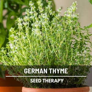Graines de thym d'hiver allemand - Herbe culinaire et médicinale patrimoniale, sans OGM, préférée de la cuisine, facile à cultiver | 200 graines image 1