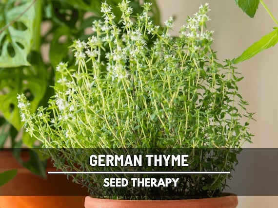 German Winter Thyme Seeds – Heirloom Culinary and Medicinal Herb, Non-GMO, Kitchen Favorite, Easy to Grow | 200 Seeds
