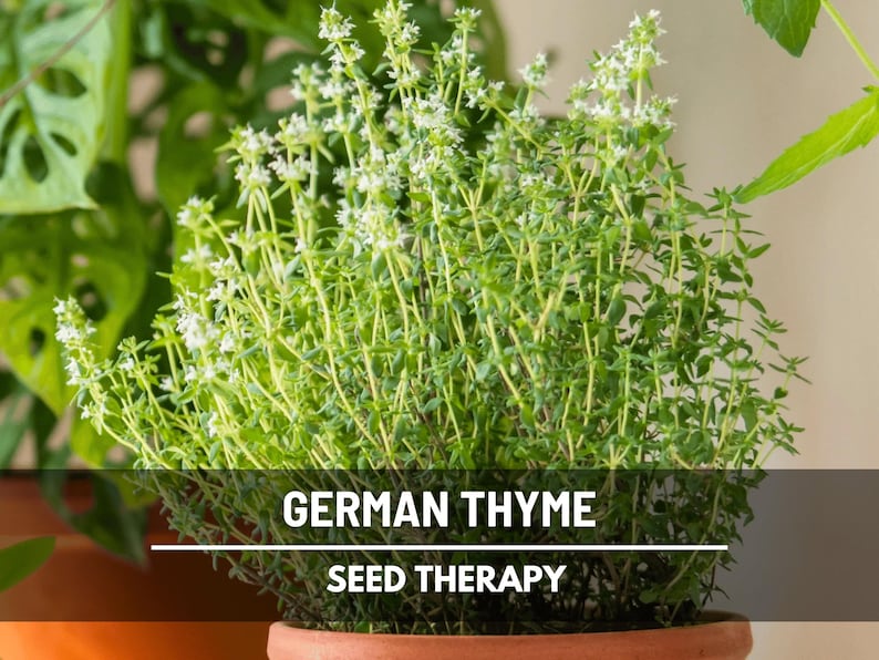 Graines de thym d'hiver allemand - Herbe culinaire et médicinale patrimoniale, sans OGM, préférée de la cuisine, facile à cultiver | 200 graines image 1