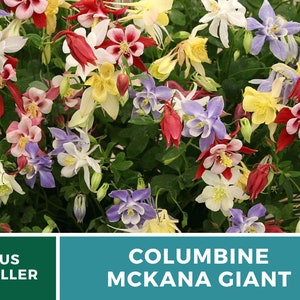 Columbine, McKana Giant mix 100 seeds Hybrid Flower AAS Winner Aquilegia coerulea image 3