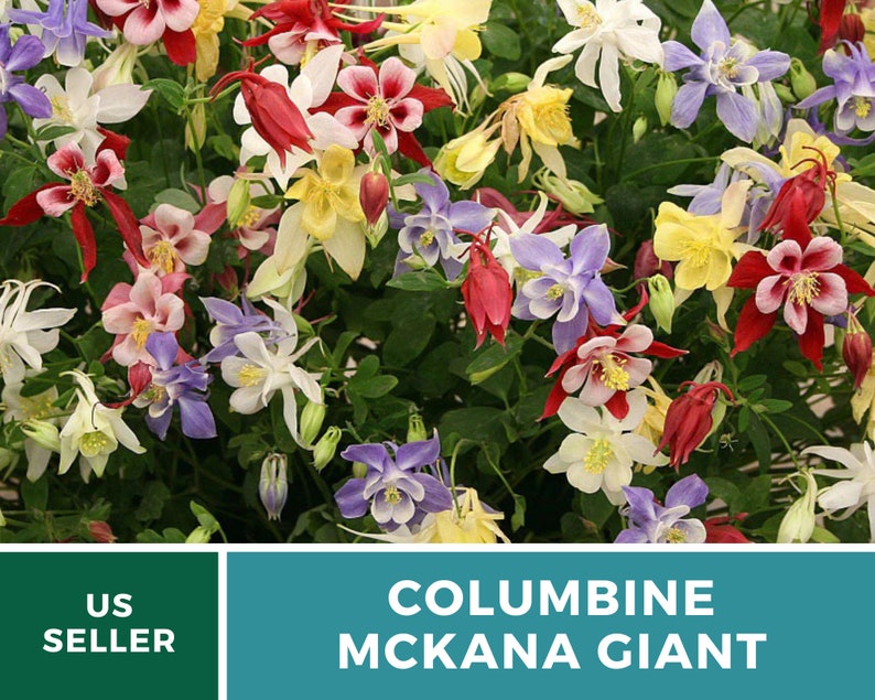 Columbine, McKana Giant mix 100 seeds Hybrid Flower AAS Winner Aquilegia coerulea image 3