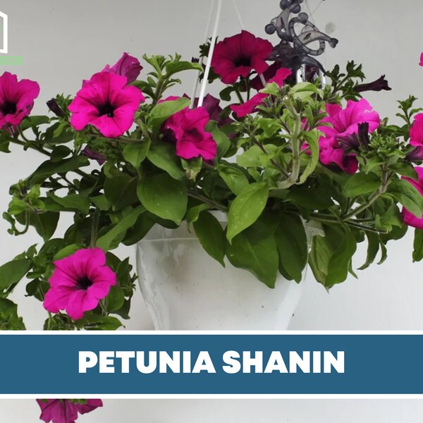 Supertunia Seeds Etsy