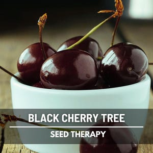 Black Cherry Tree Seeds – Heirloom Fruit Tree, Non‑GMO & Open Pollinated, Wild Native Edible Fruit | 15 Seeds