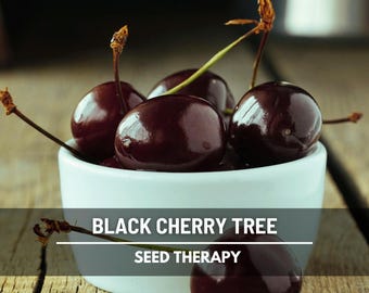 Black Cherry Tree Seeds – Heirloom, Non-GMO, Wild Native Edible Fruit (15 Seeds)