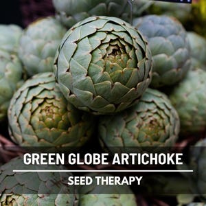 Green Globe Artichoke Seeds – Heirloom, Non-GMO, Gourmet Edible Flower & Ornamental Plant, Classic Garden Favorite | 25 Seeds