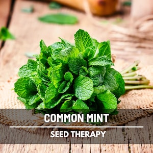 Mint Seeds – Heirloom Herb, Culinary & Medicinal, Non-GMO, Classic Garden Mint for Teas and Cooking | 100 Seeds