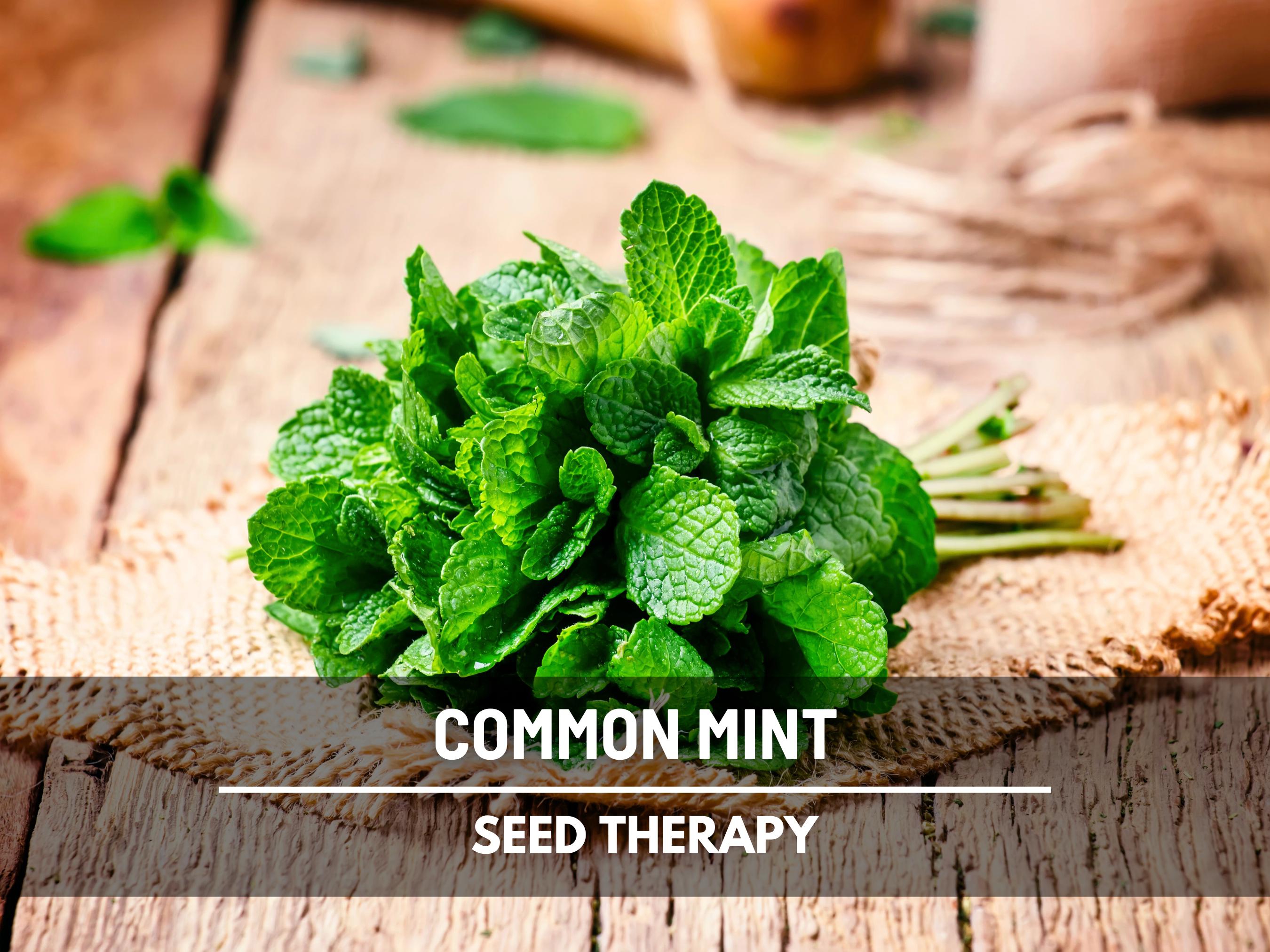 Mint Plant Seeds - Etsy