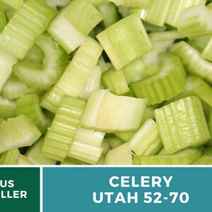 Utah 52-70 Celery Seeds – Heirloom, Non-GMO (300 Seeds) afbeelding 6