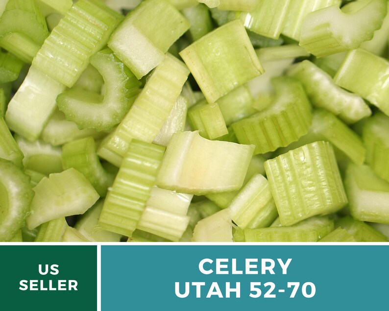 Utah 52-70 Celery Seeds – Heirloom, Non-GMO (300 Seeds) afbeelding 6