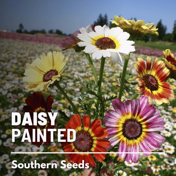 Chrysanthemum Seeds Etsy