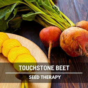 Touchstone Gold Beet Seeds – Heirloom, Open Pollinated, Dual-Purpose for Roots & Greens, Sweet Golden Flavor, Non-GMO | 50 Seeds