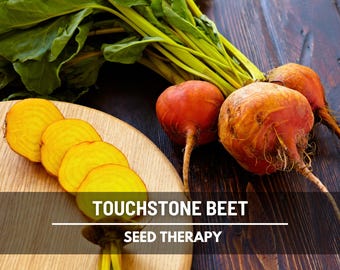 Touchstone Gold Beet Seeds – Heirloom, Open Pollinated, Dual-Purpose for Roots & Greens, Sweet Golden Flavor, Non-GMO | 50 Seeds