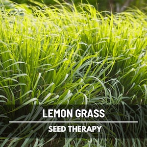 Lemongrass Seeds – Heirloom, Culinary & Medicinal Herb, Aromatic Grass, Easy to Grow | 100 Seeds
