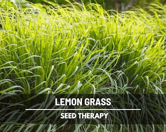 Lemongrass Seeds – Heirloom, Culinary & Medicinal Herb, Aromatic Grass, Easy to Grow | 100 Seeds